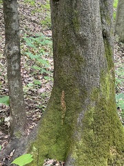 Tilia americana heterophylla