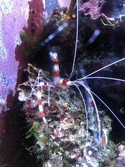 Stenopus