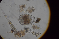Argynnia dentistoma