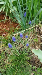 Muscari