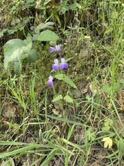 Collinsia multicolor