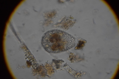 Argynnia dentistoma
