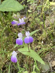 Collinsia multicolor