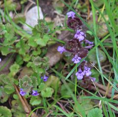 Glechoma hederacea