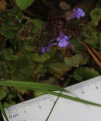 Glechoma hederacea