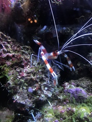 Stenopus