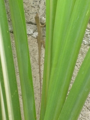 Anolis unilobatus