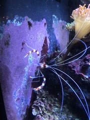 Stenopus