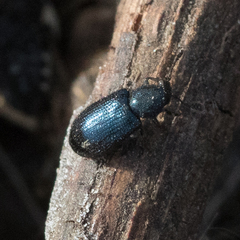 Necrobia violacea