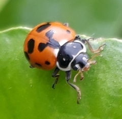 Hippodamia variegata