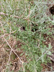 Phaulothamnus spinescens