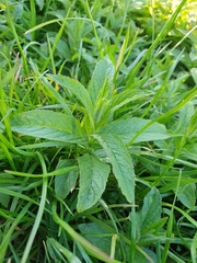 Mentha longifolia