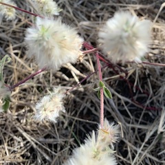 Cyathula orthacantha