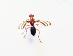Tritoxa