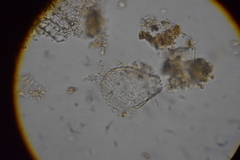 Euglypha strigosa