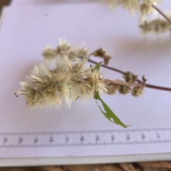 Cyathula orthacantha