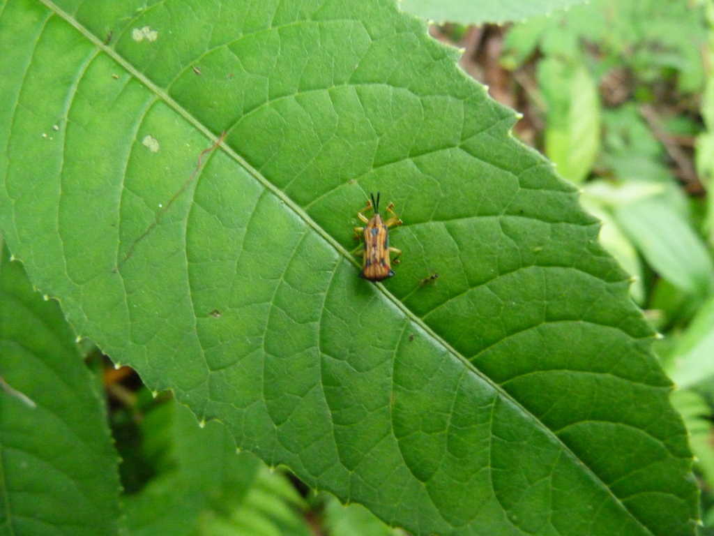 Probaenia pici
