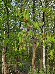 Aesculus hippocastanum