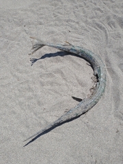 Fistularia commersonii