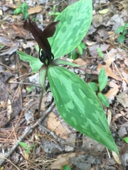Trillium lancifolium
