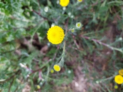 Anacyclus valentinus