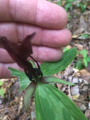 Trillium lancifolium