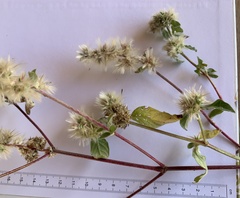 Cyathula orthacantha