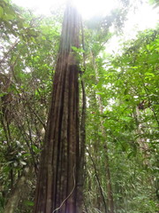 Aspidosperma