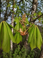 Aesculus hippocastanum