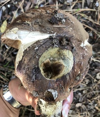 Leccinum manzanitae