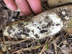 Leccinum manzanitae
