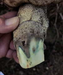 Leccinum manzanitae