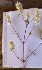 Cyathula orthacantha