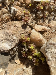 Sedum litoreum