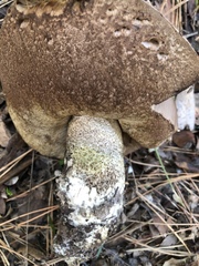 Leccinum manzanitae