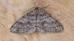 Melanolophia imitata