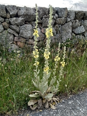 Verbascum rotundifolium