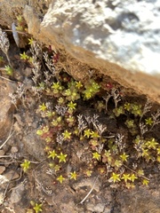 Sedum litoreum