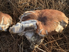 Leccinum manzanitae