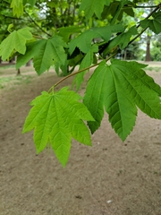 Acer circinatum