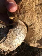 Leccinum manzanitae