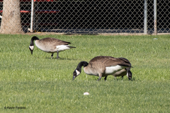 Branta canadensis