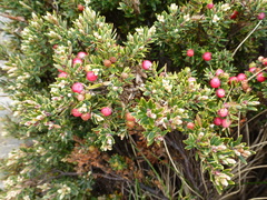 Acrothamnus montanus