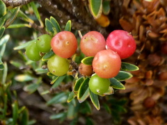 Acrothamnus montanus