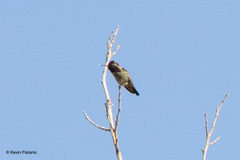 Calypte anna