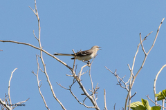 Mimus polyglottos