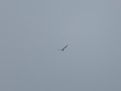 Thalasseus sandvicensis