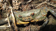 Potamon hippocratis