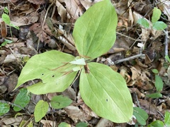 Trillium luteum