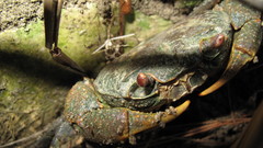 Potamon hippocratis